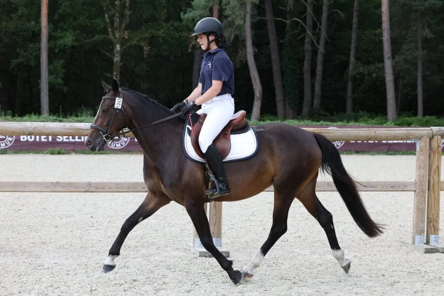 Cheval de sport en dressage à l'Écurie des Mignons