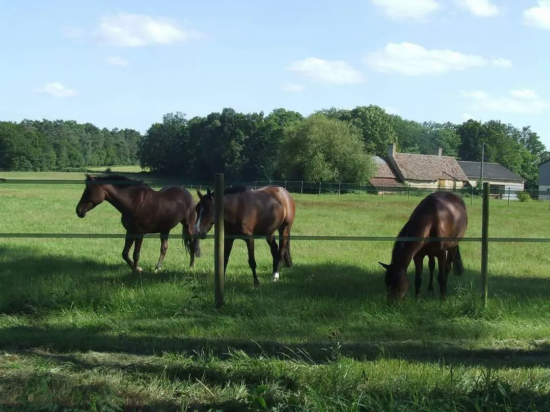 Chevaux au pâturage en lisière de la forêt de Bercé, Marigné-Laillé