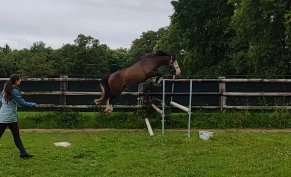 Travail du cheval en liberté sur un saut à l'Écurie des Mignons
